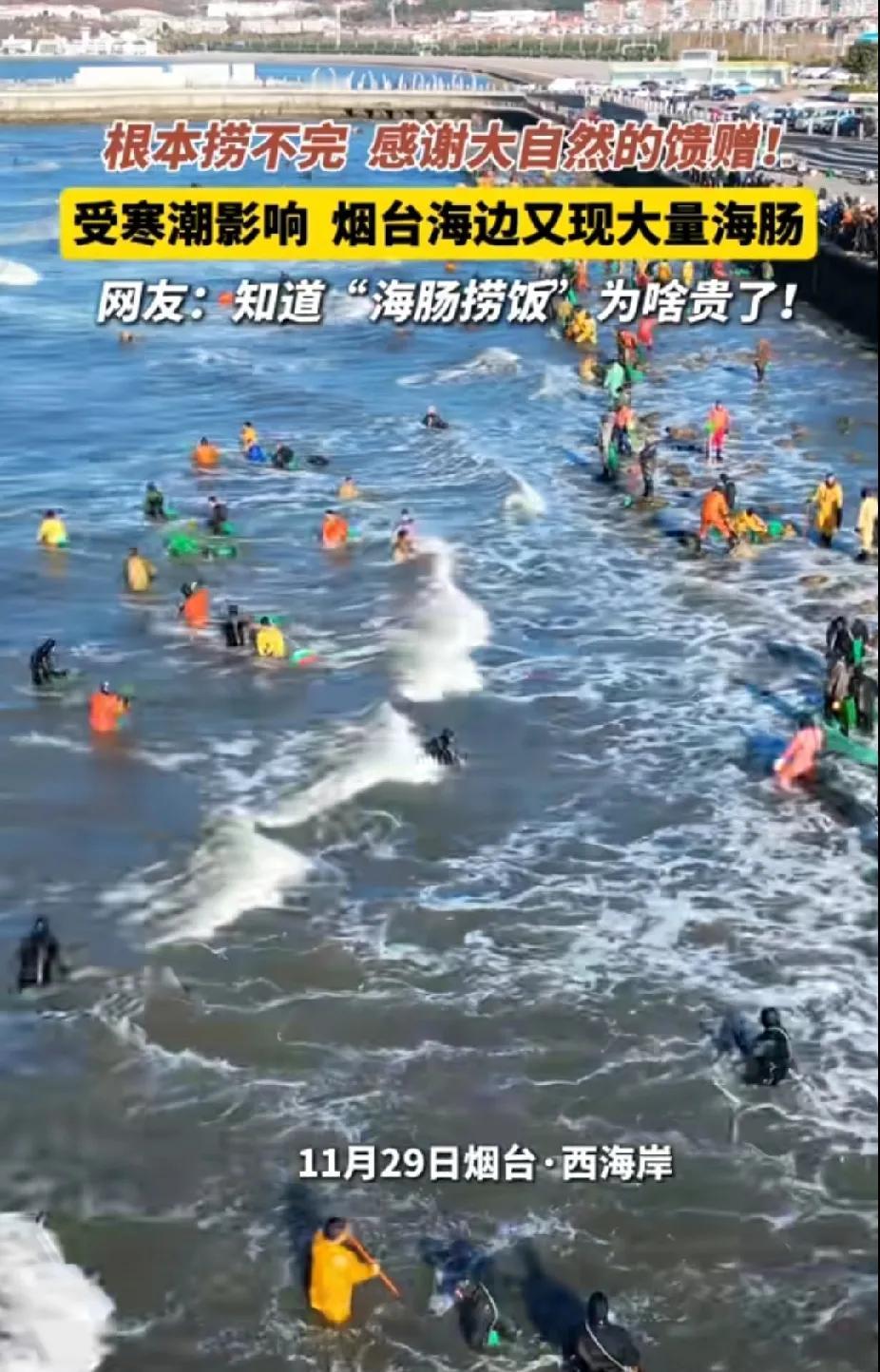 根本捞不完，鲜美的海肠子又在大风大浪助力下，踊跃来到烟台海边，大自然的馈赠，让海