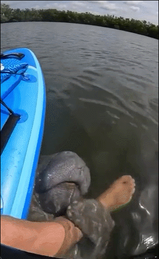被美人鱼海牛抱住了腿 ​​​