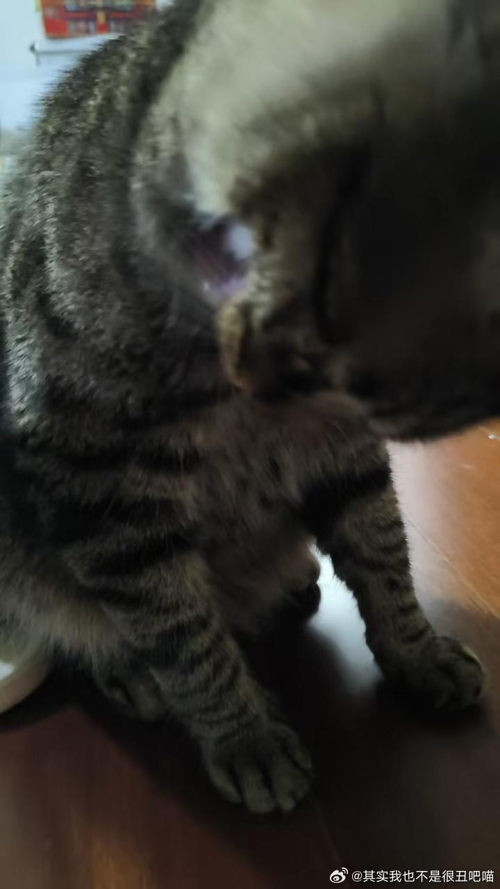 50533【丑猫】这时髦啊 