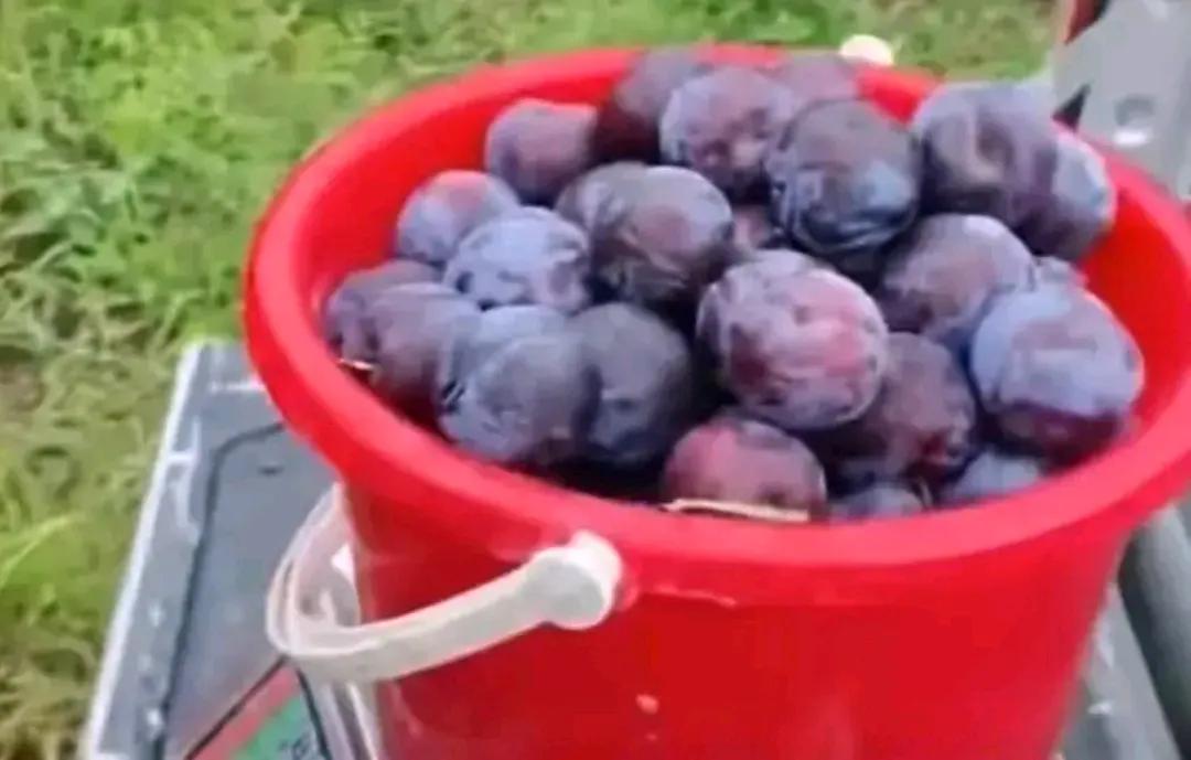 “偷李子大妈，付出和回报深刻的教训”

“把猪养肥了再杀！”两位大妈在果园里偷摘