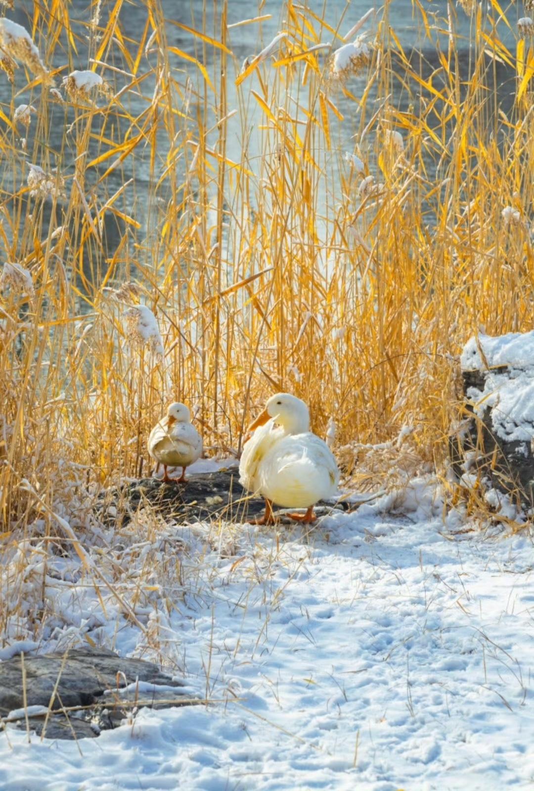 晴雪承福，暖意藏安 … ”