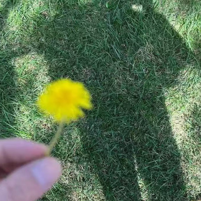 故事的小黄花 