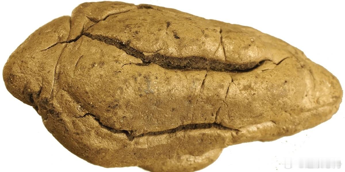 新石器时代的口香糖是什么味道？桦树皮焦油，是一种古老的黏合剂，曾被新石器时代的农