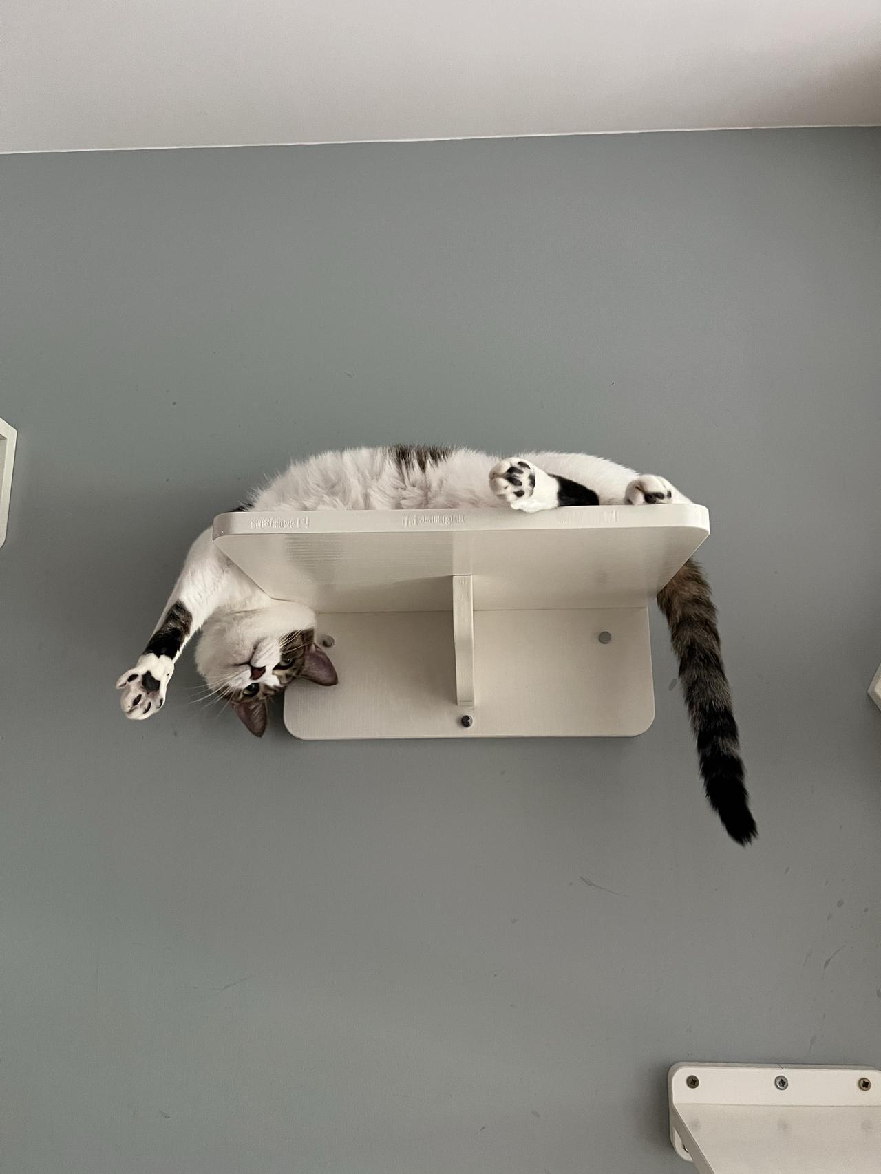 给小猫一个“嗨”👋