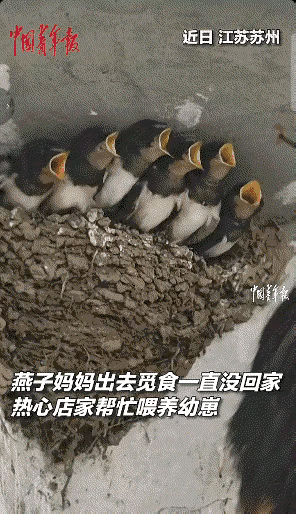 近日，江苏太仓，母燕消失数日未归，六只雏燕饿得气息奄奄。正当大家揪心时，店主接下