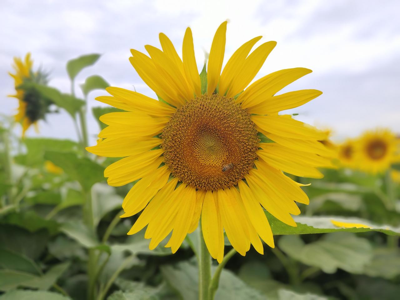 城固高铁站背后发现一处向日葵🌻花海
       城固北站背后，将军坟（樊哙墓