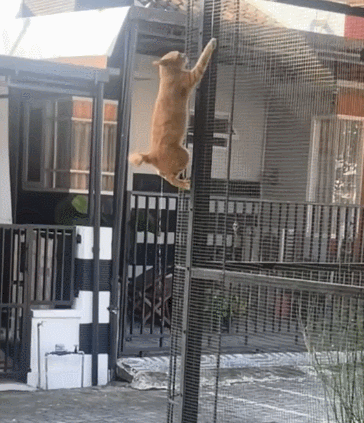 小猫：听我狡辩，不是，听我解释，我只是恐高 ​​​