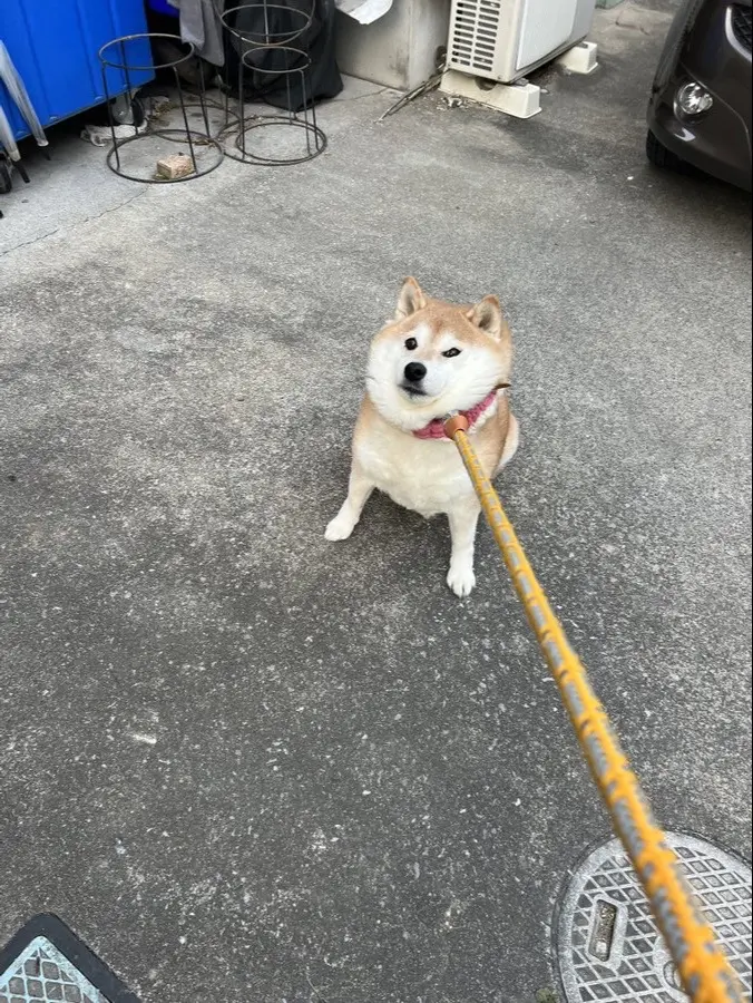 樱花犟
