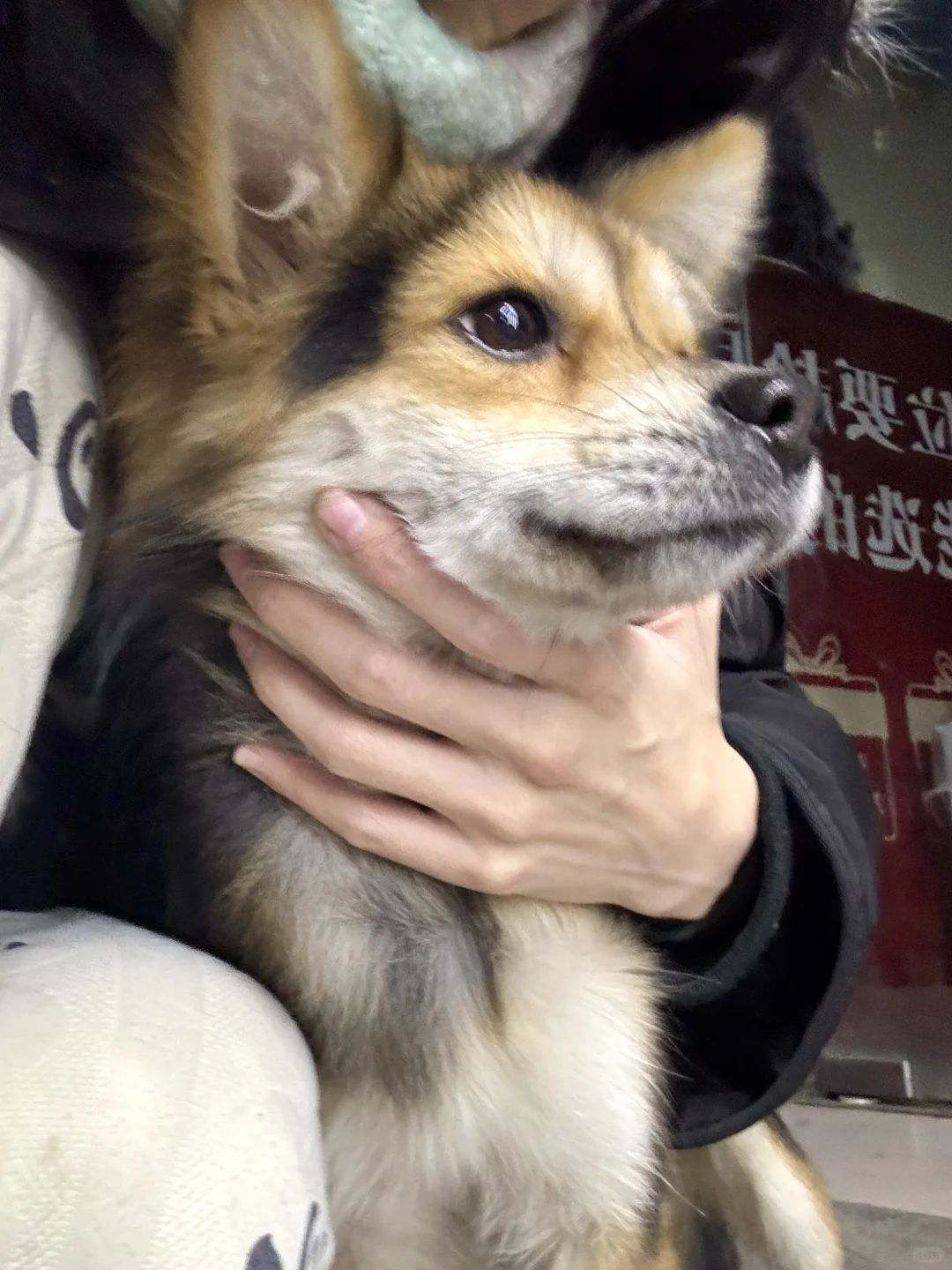 小黑和街猫的地盘之争