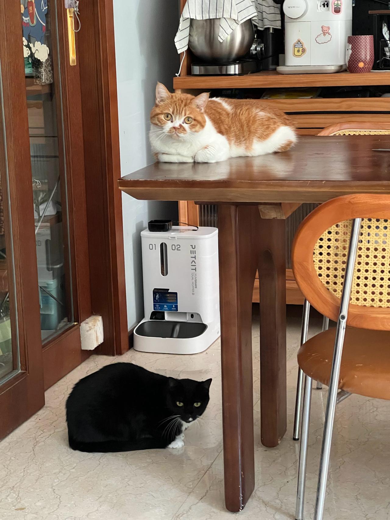 这两组组合怎么这么巧？都是橘猫配深色猫[笑哭]