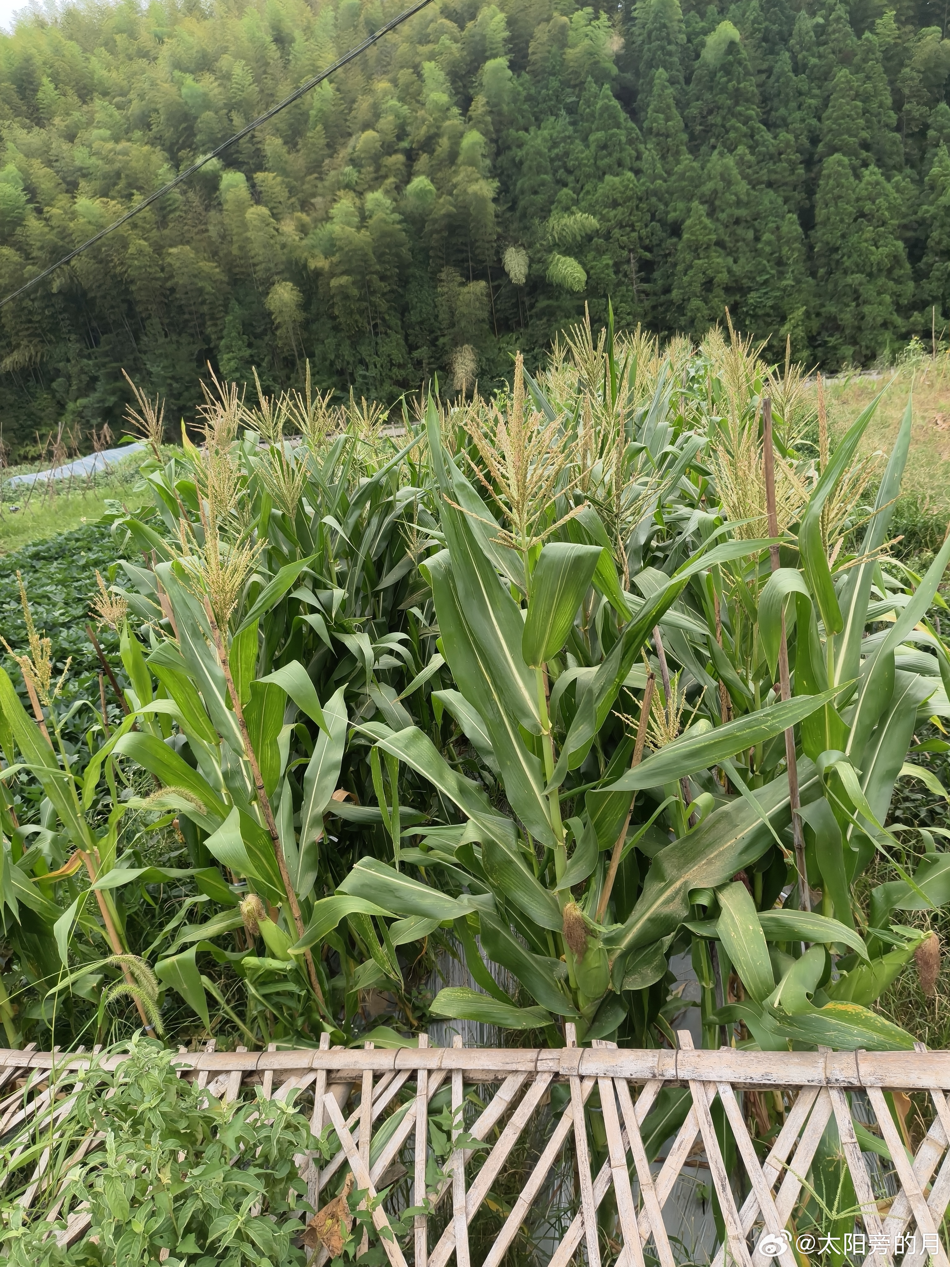 黄岩 玉米 