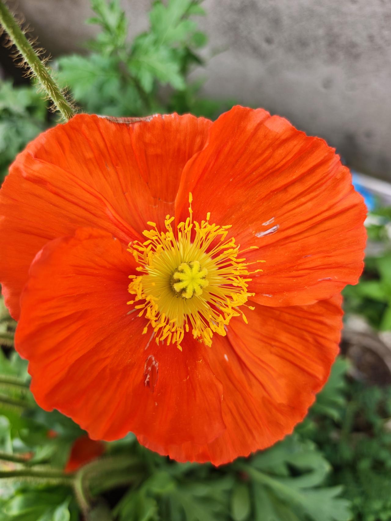 公园里拍的花 友友看这什么花 花景照 友友看这啥花
