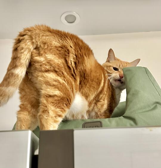 好奇怪的猫