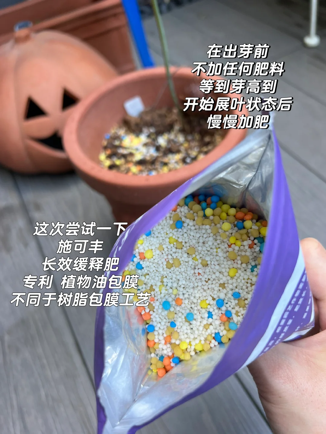 园艺｜给嘉兰百合上缓释肥喽