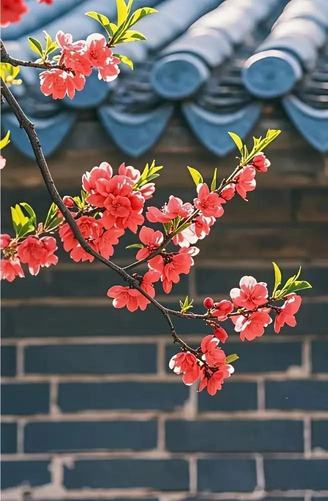 《杏儿黄》

文/范圣嘉

红杏不甘太寒凉，
寻觅自由出院墙。
沉默不语羞红面，