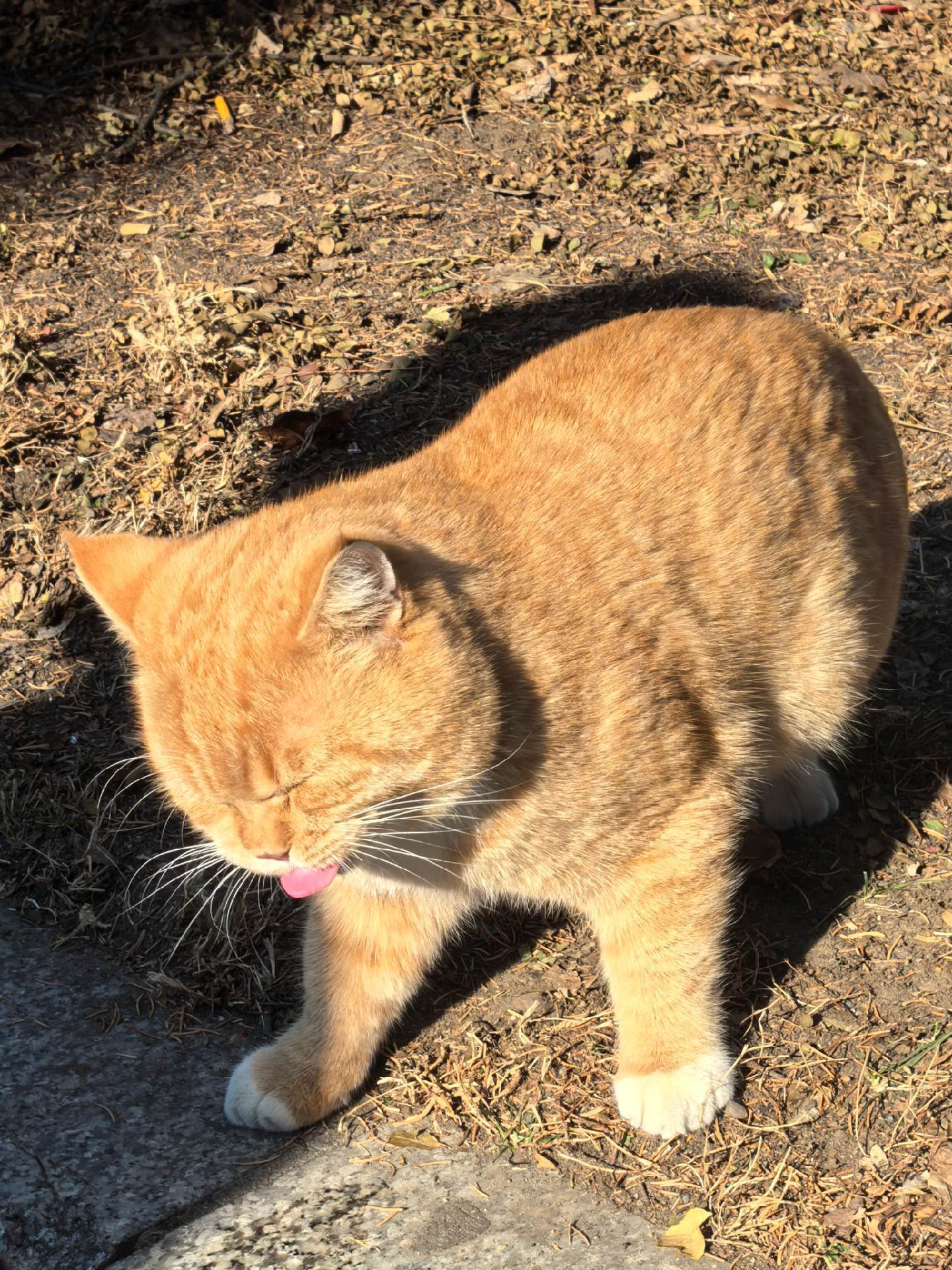 胖嘟嘟的小猫也太可爱了啊啊啊！ 