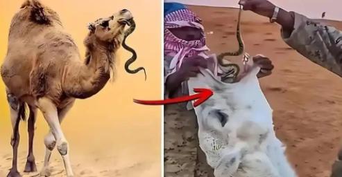 为什么要喂骆驼吃毒蛇？一位50多岁的新疆牧民告诉我，大部分人都不知道，阿拉伯人会