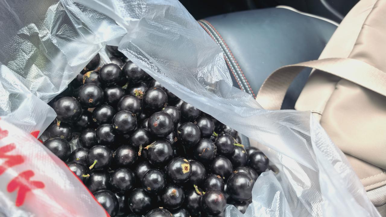 今年的嘉宝果丰收了，结满了树，本人对嘉宝果不是很喜欢吃，有点怪怪的感觉，皮又厚又