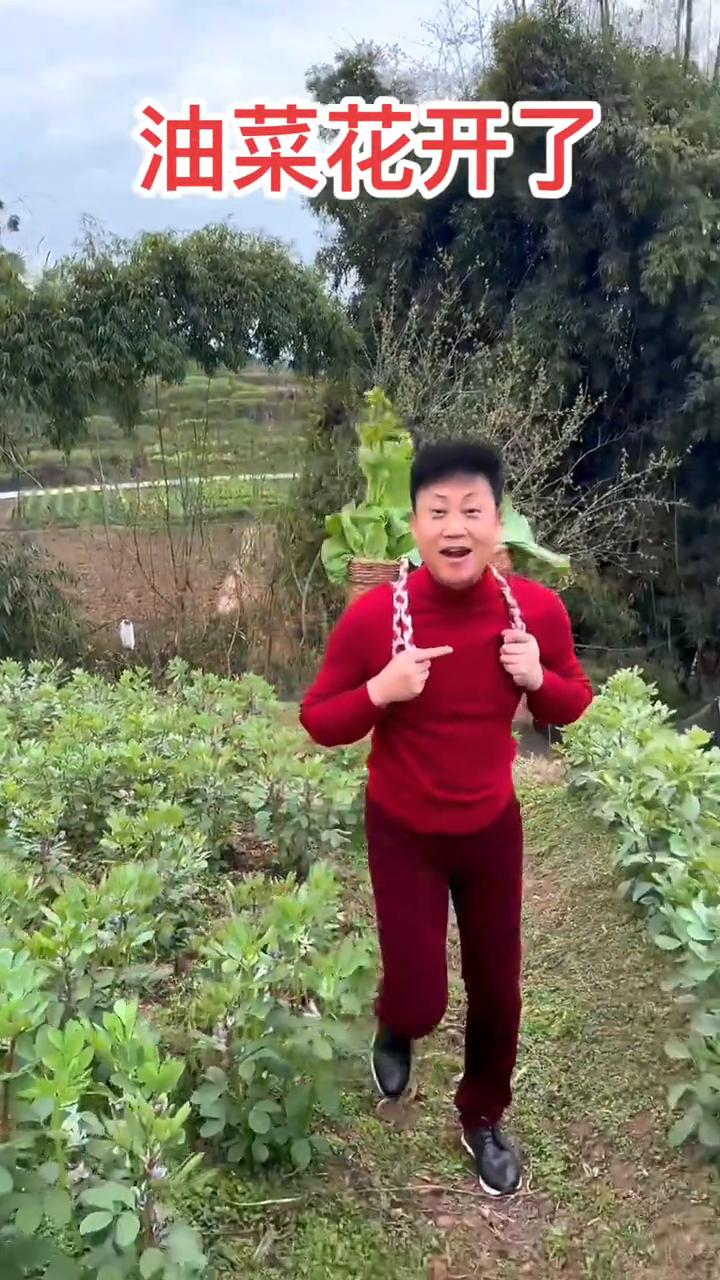 油菜花开了。