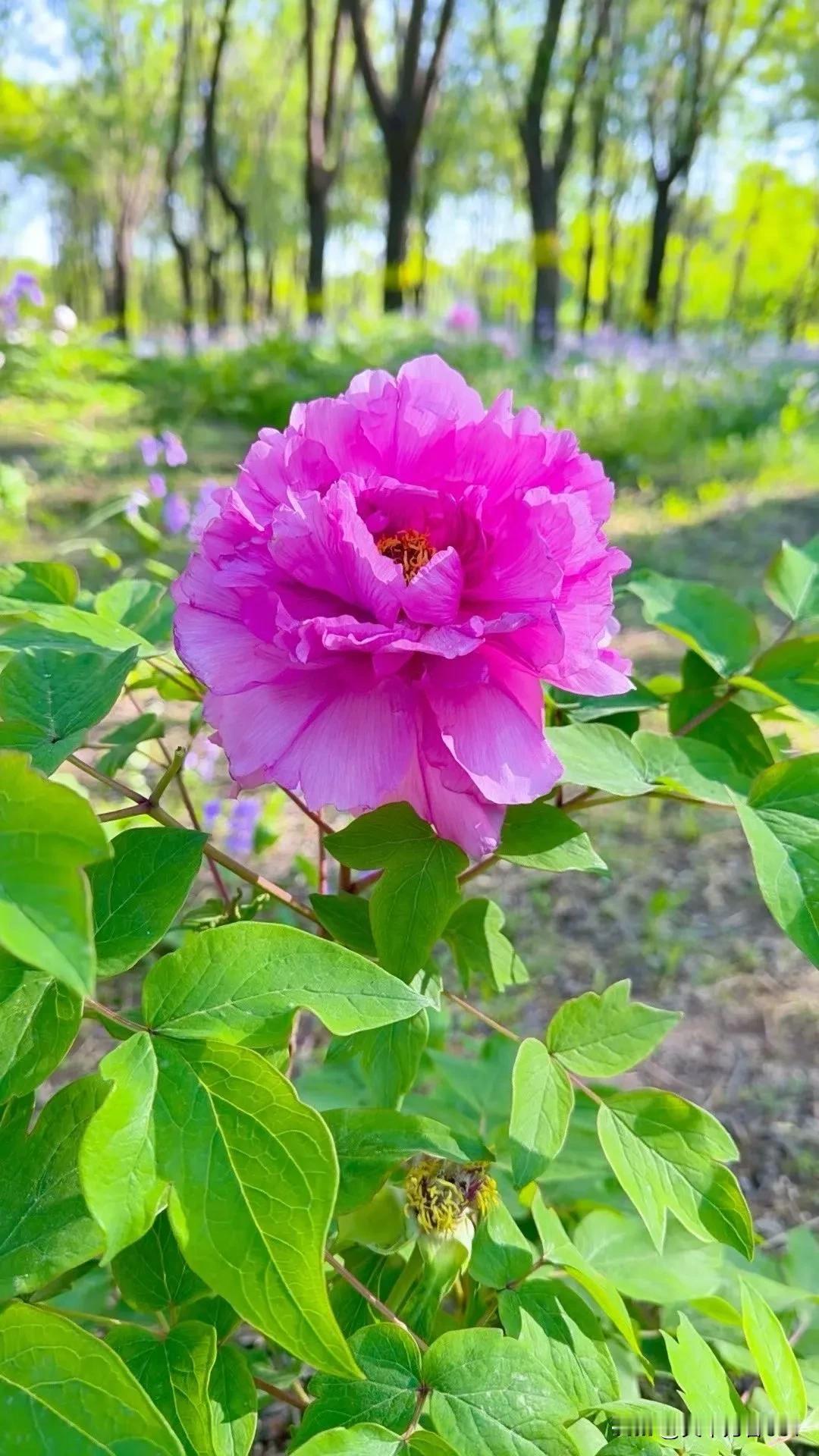 真心话茶局夏日的花花草草