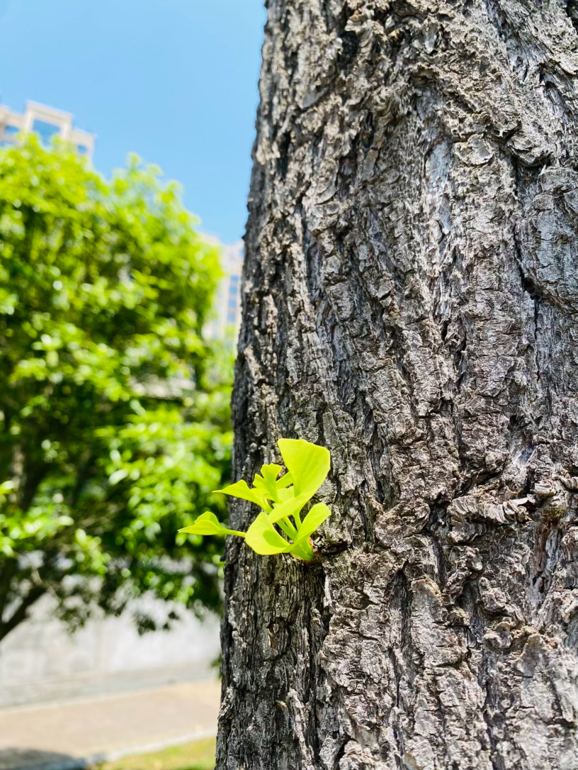 生活手记记录真实生活摄影摄影摄影  斑驳的老树皮上，你悄然绽开了一抹新绿。没有肥