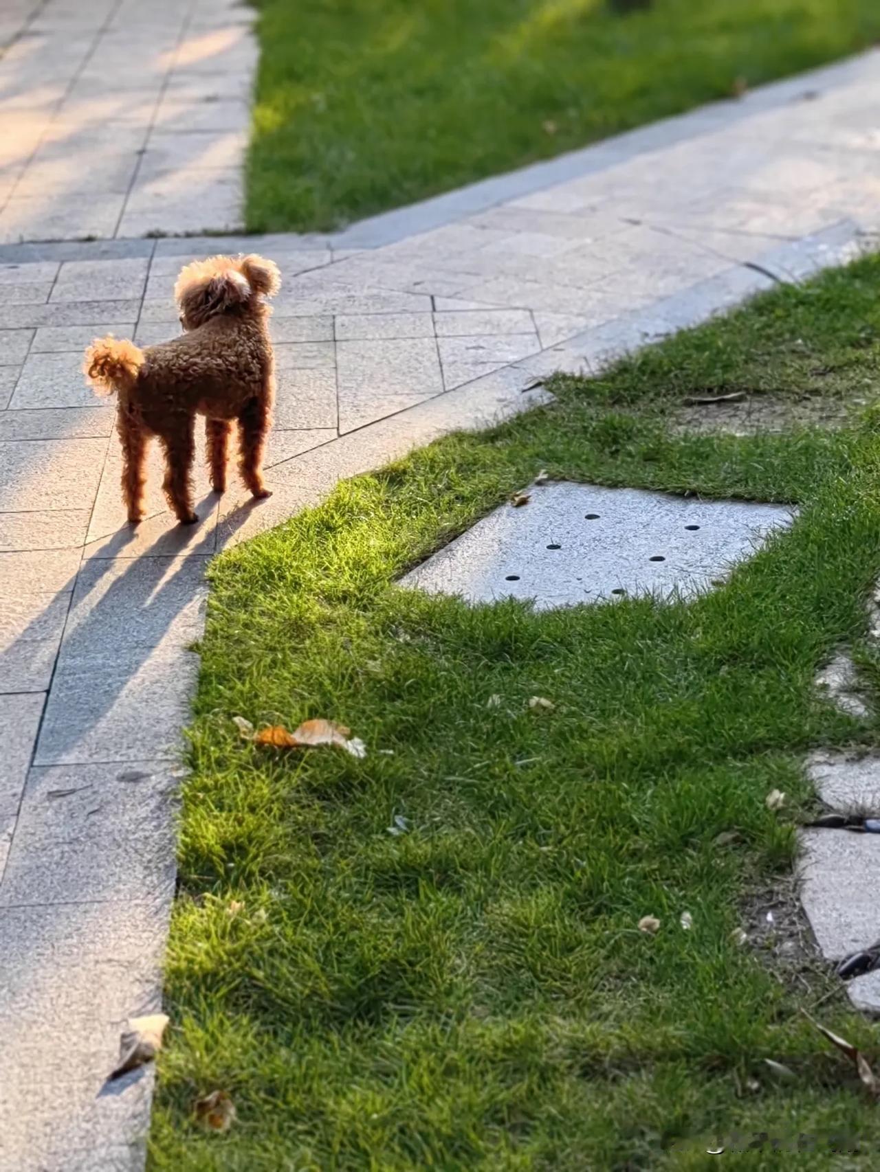 早晨遛狗发现，这只小狗狗，虽然主人没有牵绳，但狗狗似乎迷茫而不糊涂，开心而不狂妄