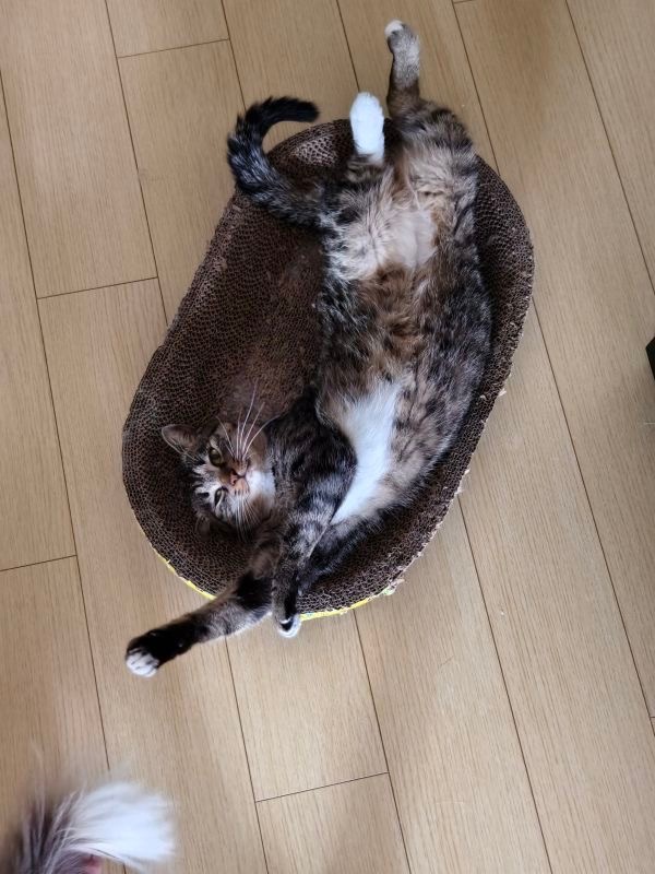 15009只狸咪儿这个惬意狡猾 