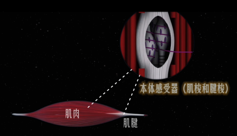 筋膜刀 【不要暴力刮筋膜刀】很多朋友会觉得，治疗感到疼痛=有效果，包括不限于按摩