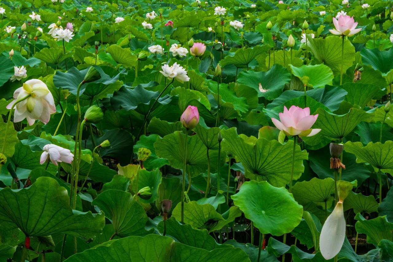 常州新闸荷园。常州新闸荷园