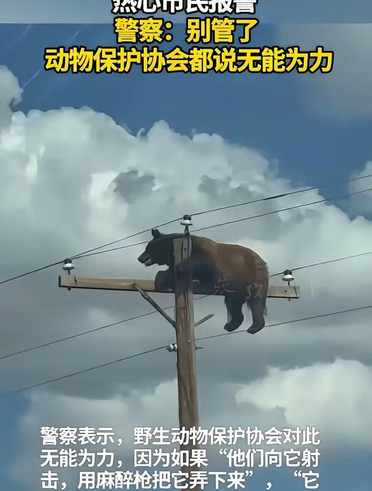 人没必要瞎操心，它饿晕了会自己下来的。