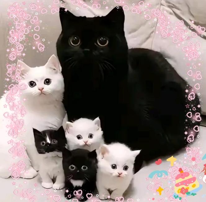 我家的黑猫在外面领回来一只白猫，我就想着两只猫猫咪玩的好，就都养着吧，可是没想到