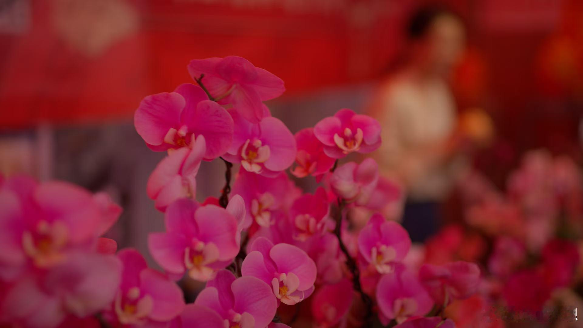 BBC镜头里的野性广东 BBC视角下的广东太绝了！纪录片即将上线，三集篇幅、每集