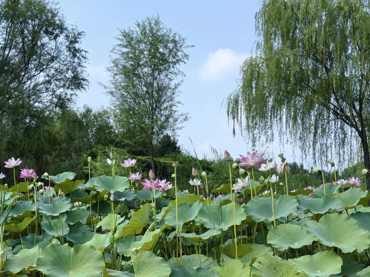 分享一张最近随手拍的照片平谷湿地公园荷花绽放