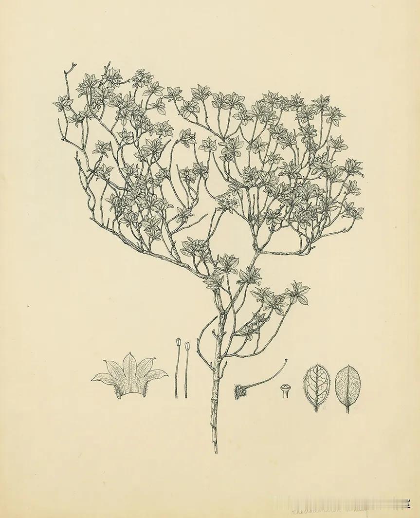 〔学者植物画、辽宁青年、老挂历〕