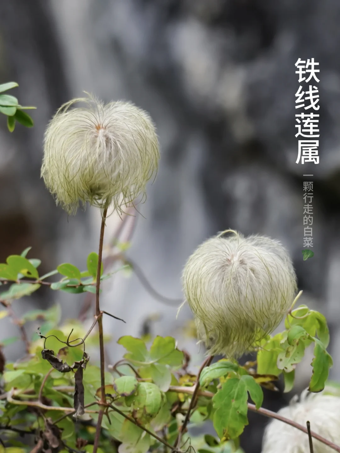 这是谁家的毛球呀，太可爱了吧！！！
