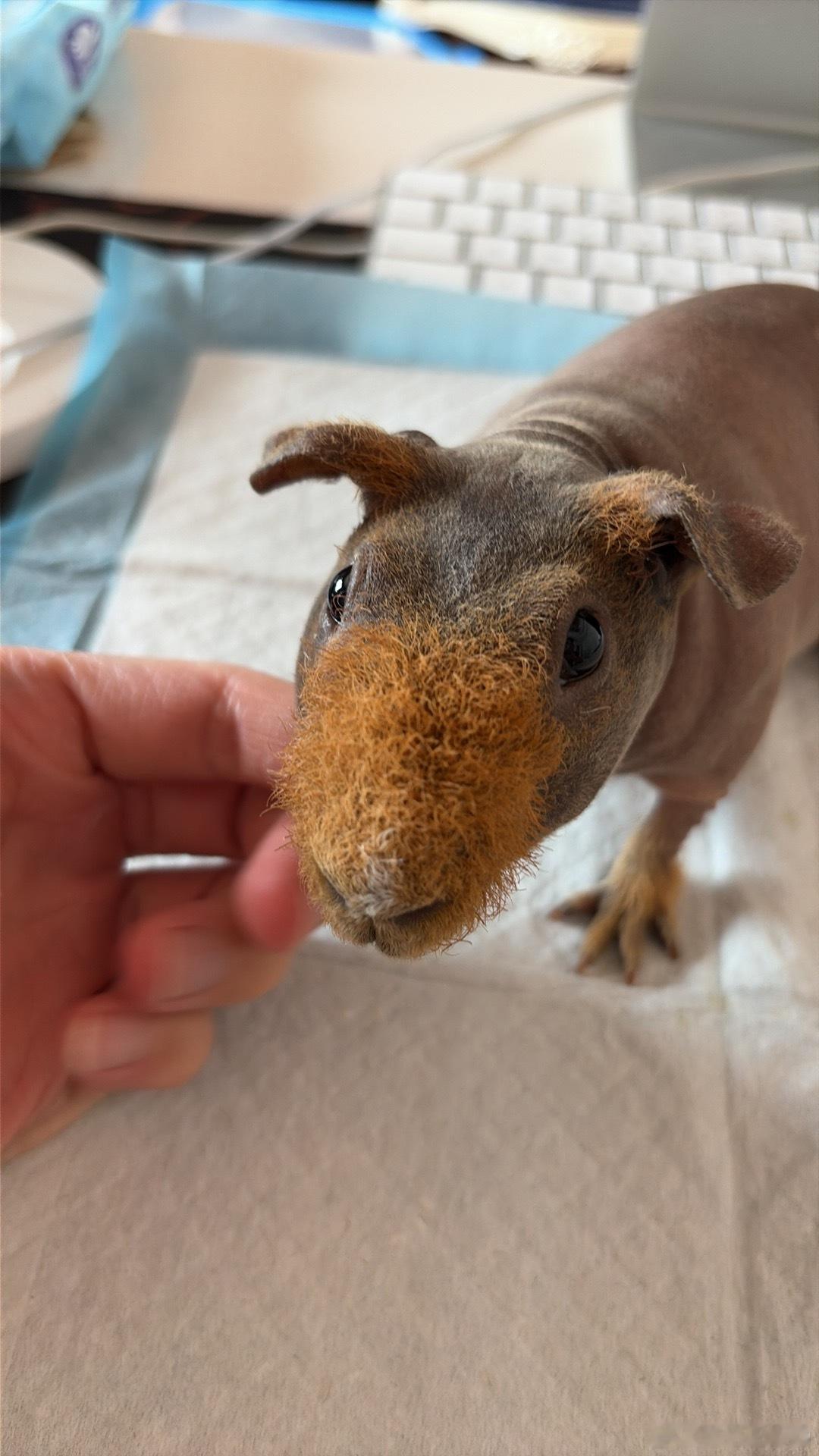 给猪猪修了一下鼻毛