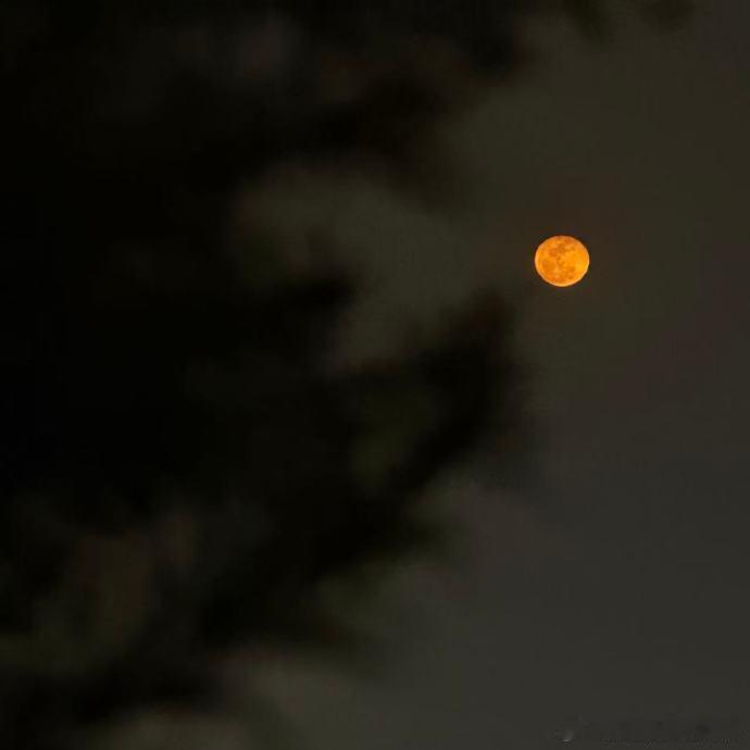 肖战拍的青岛明信片肖战凌晨晒血月 肖战拍的青岛明信片，肖战凌晨晒血月，礁石 小鸟