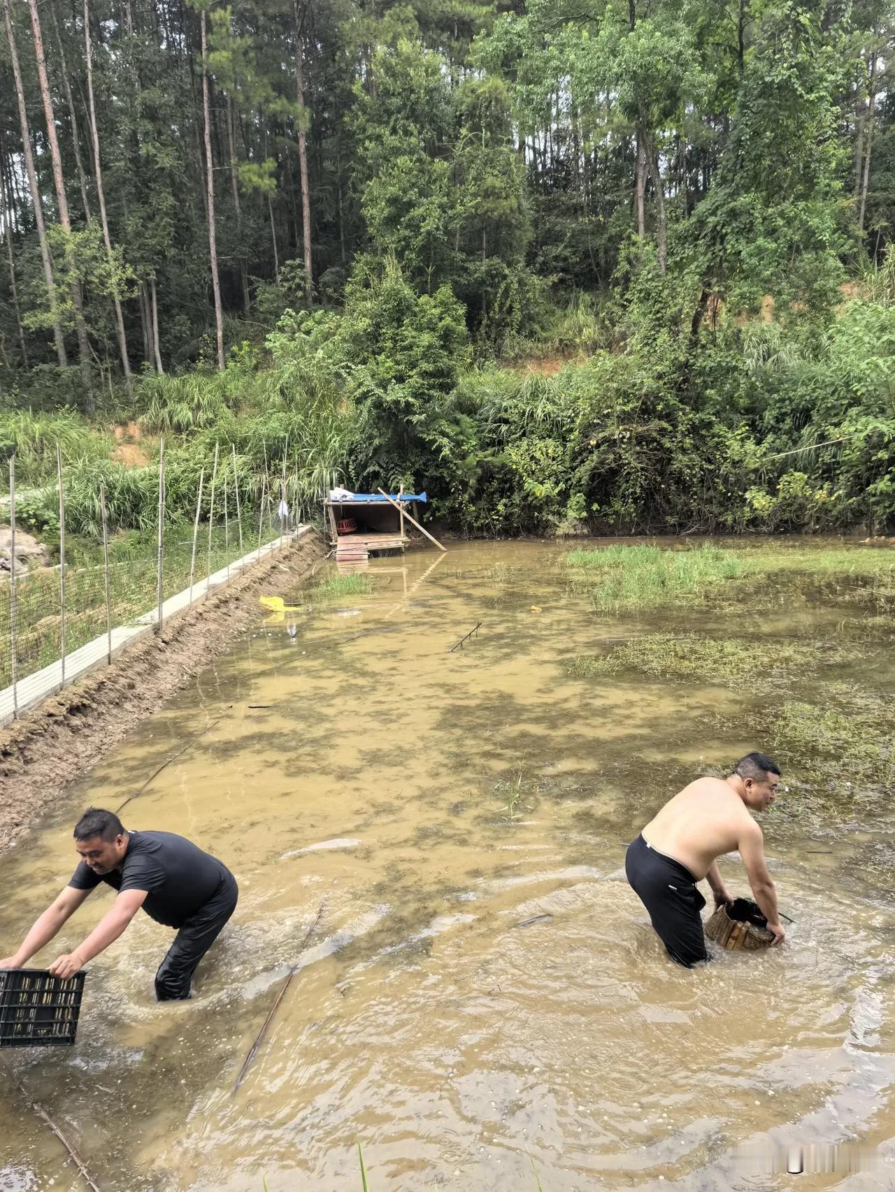 七律.文笔峰下农活忙
（2024年9月15日）
文笔峰前翠色浓，稻香荡漾水田中。
