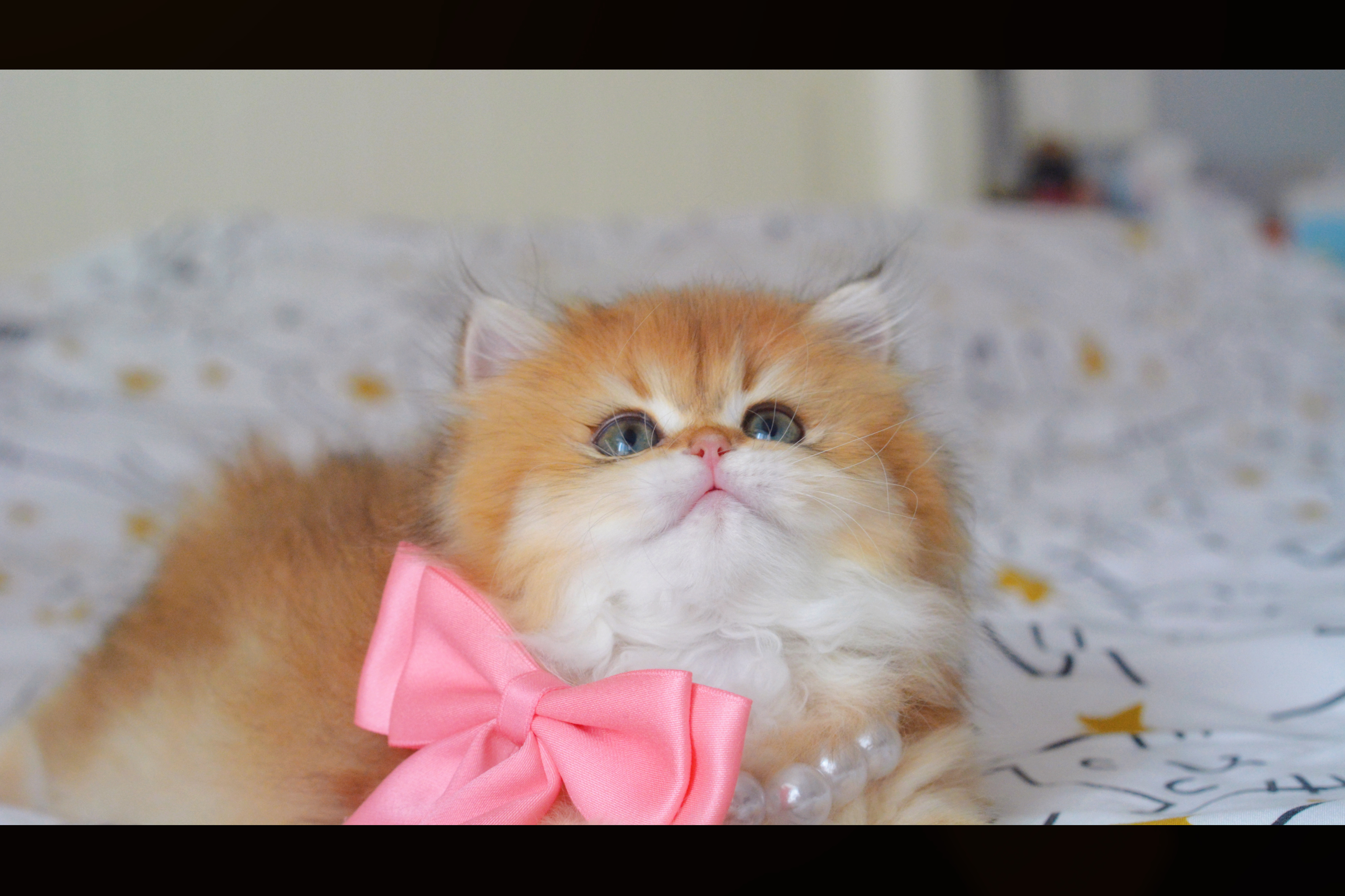 美丽的张元英女士（有家）#金渐层##英国长毛猫# ​​​