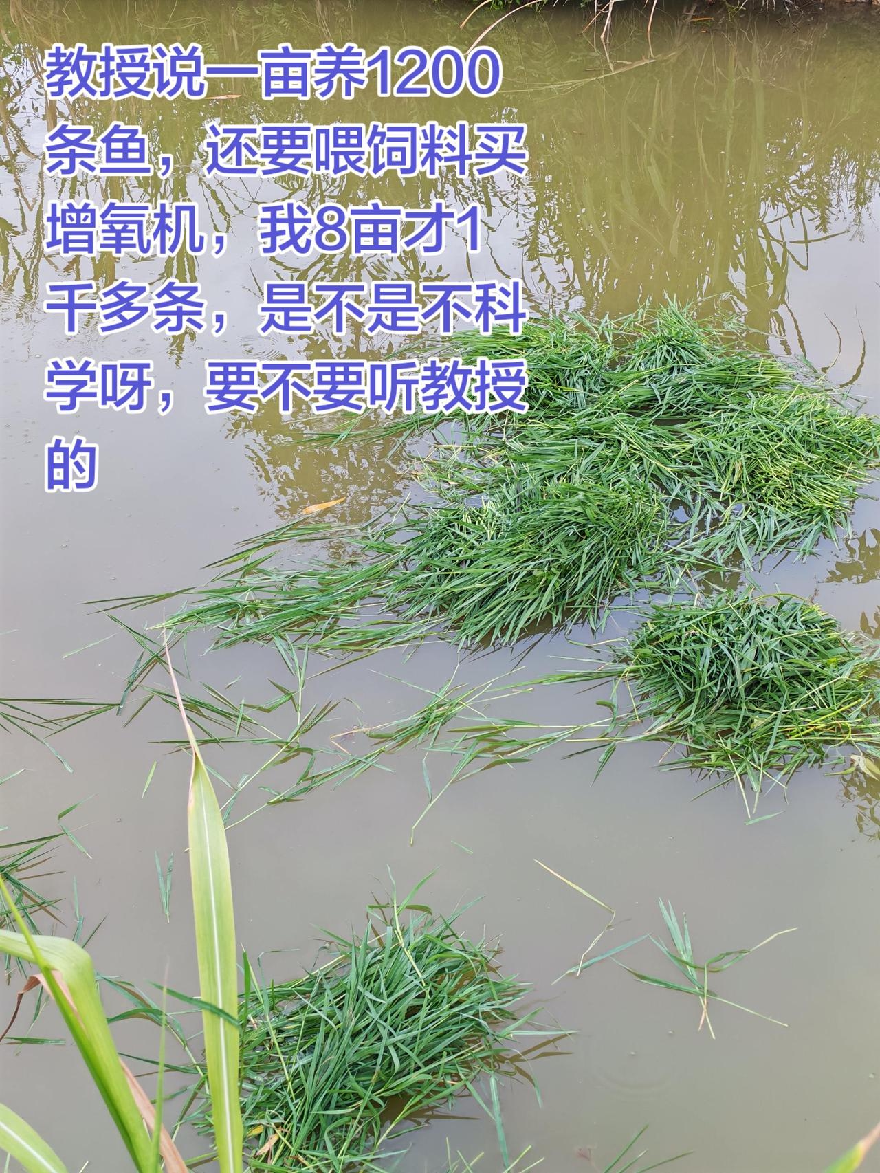 听教授的话我都不敢养鱼了养鱼 养鱼日记 三农