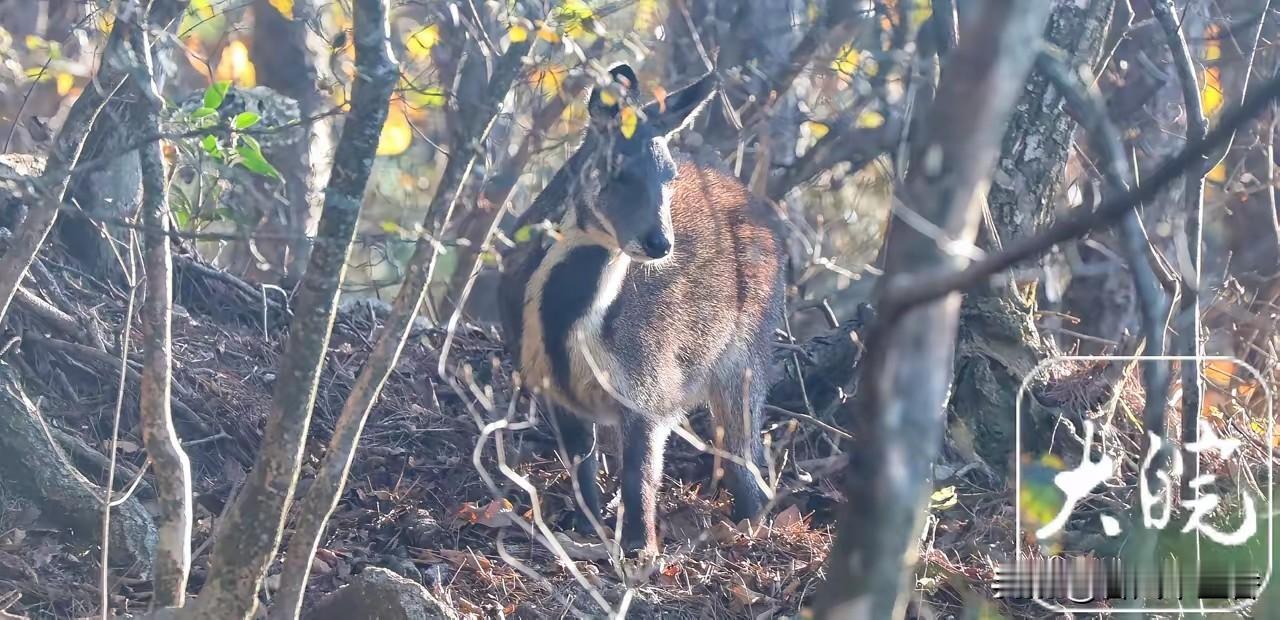 惊喜！天柱山景区近日首次拍到国家一级保护野生动物安徽麝的清晰影像，太让人惊喜了！