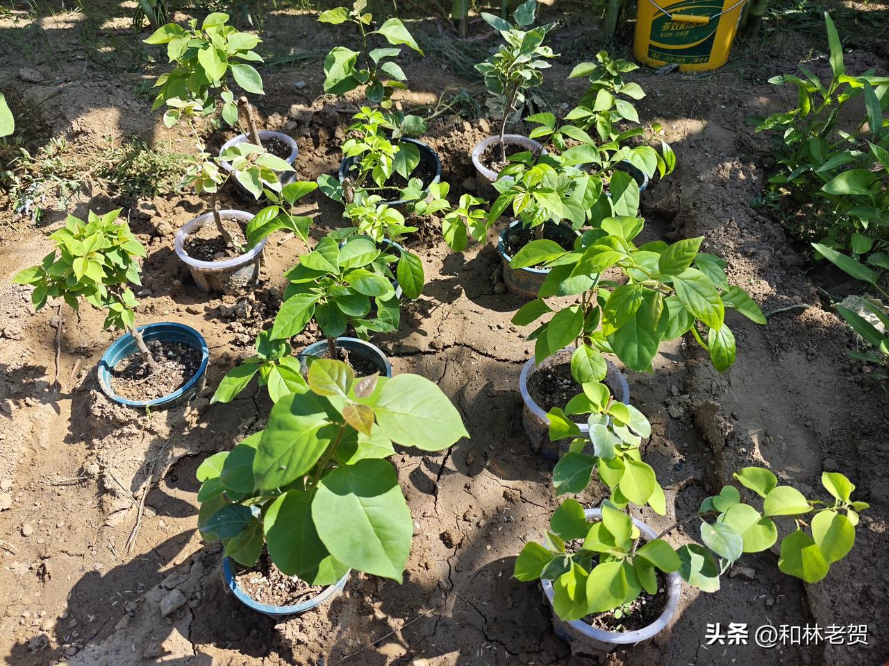 三角梅嫩枝到底能不能剪？
看了不少网上主播们的分享，大多数都说不能剪，但有少部分