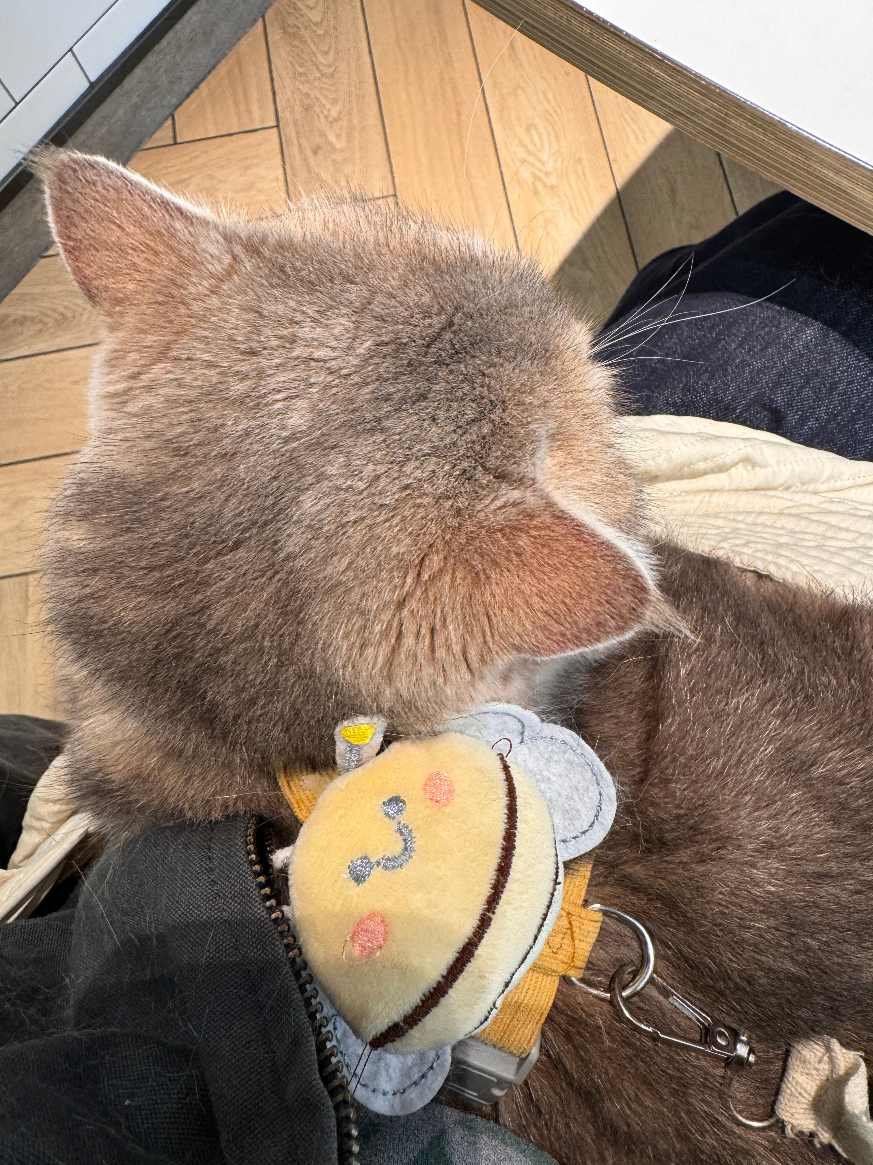 绑架了一只小猫 