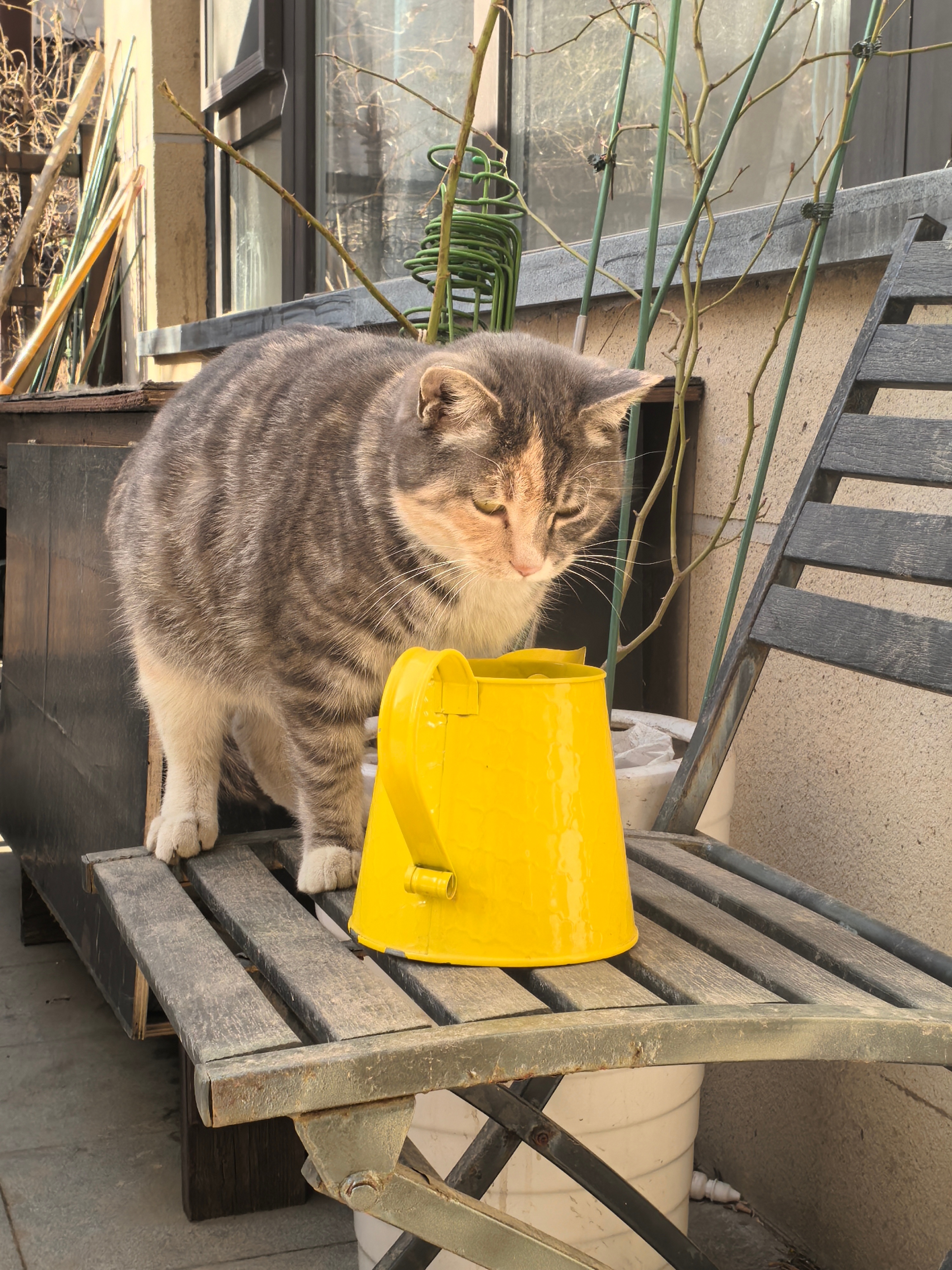 院子里的猫妈妈又怀孕了……沈阳的朋友有没有想要养小猫的？可以来预订一下…… 