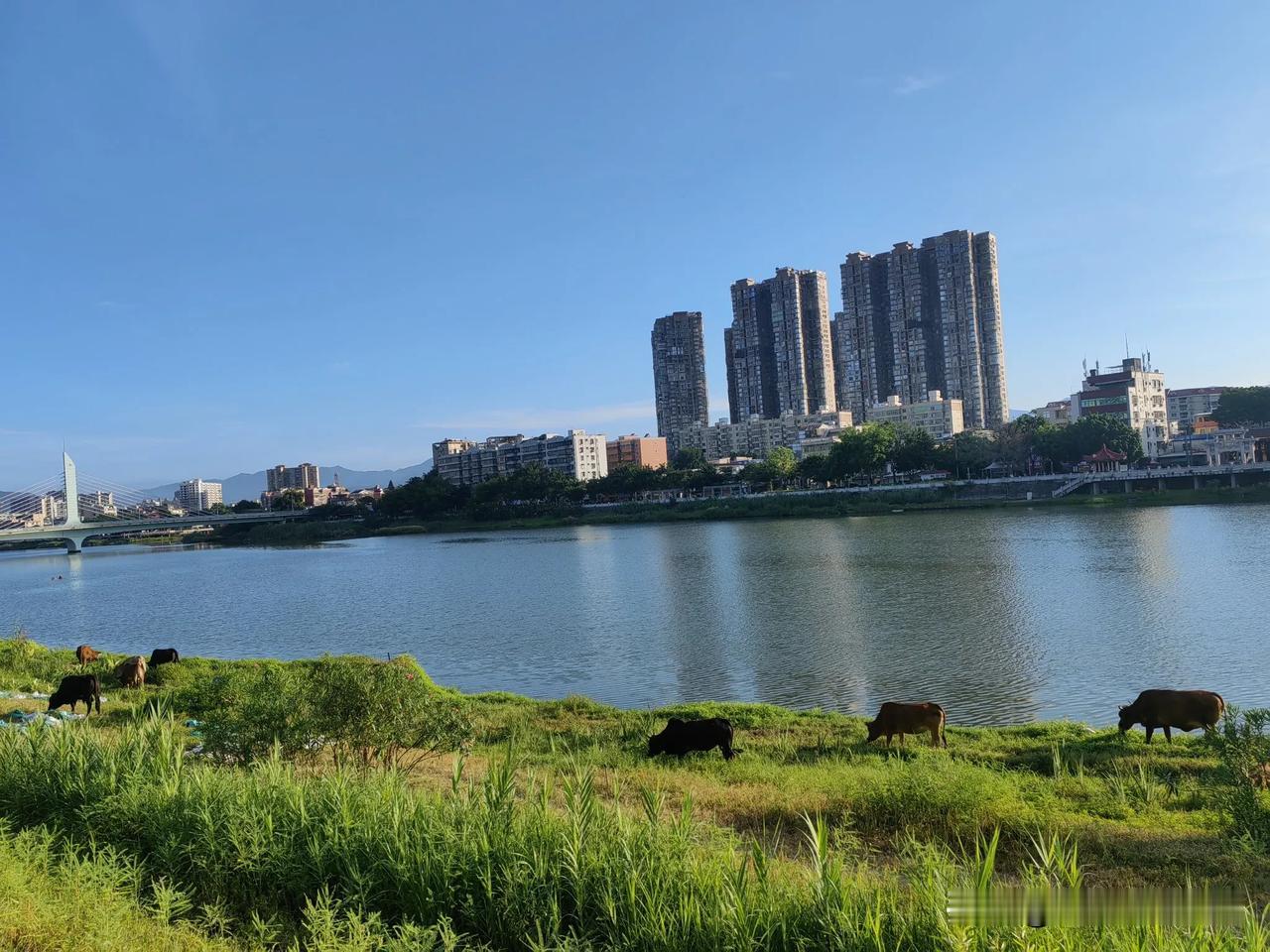 《溪边牛群》

在溪边，有一群牛在吃草。它们悠然自得地咀嚼着青草，仿佛这片天地就