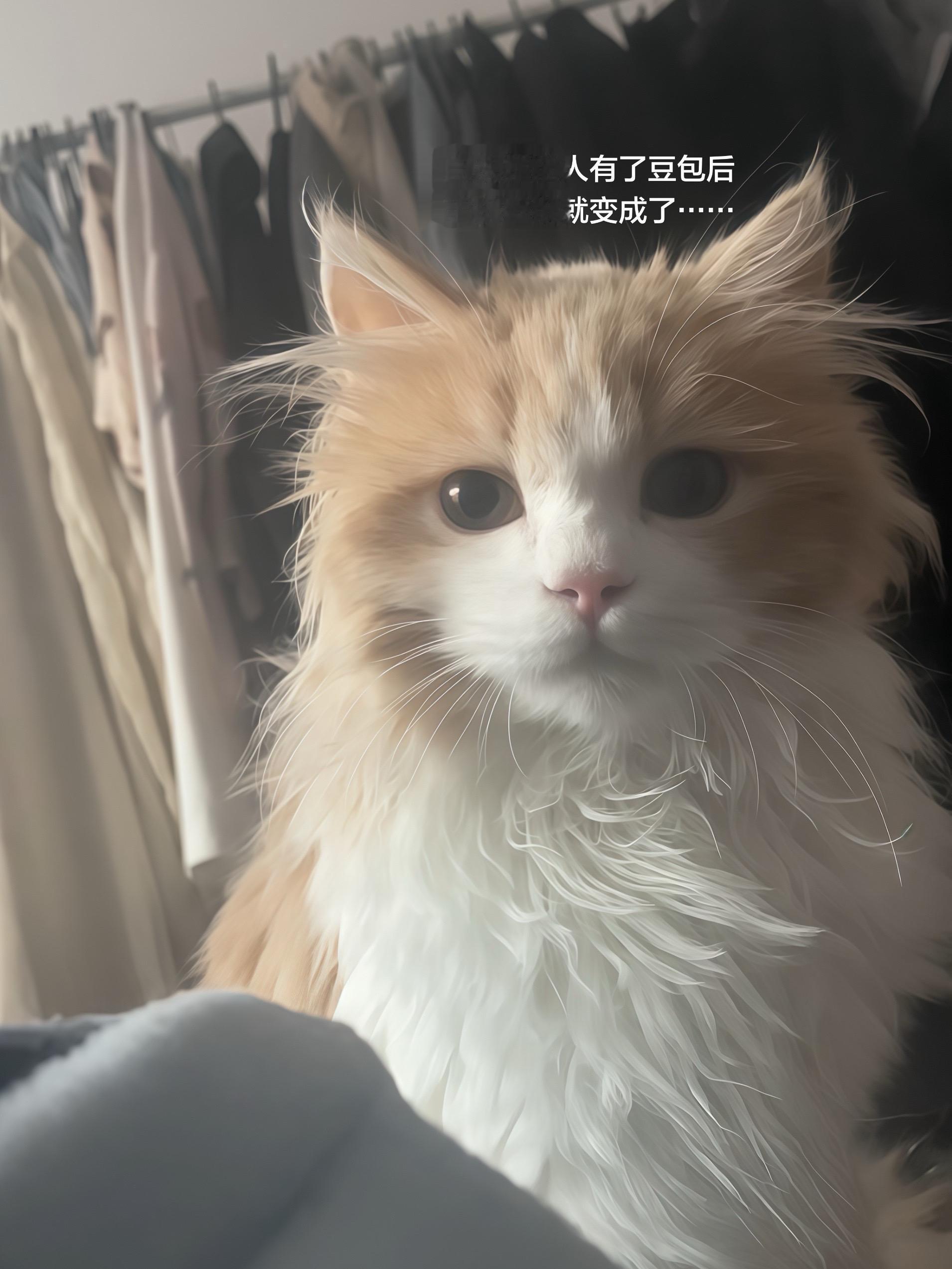 猫不同风格的写真照 你pink哪一张。