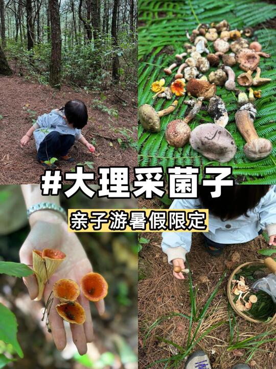 暑假亲子旅行|来云南不体验采菌子就亏了‼️