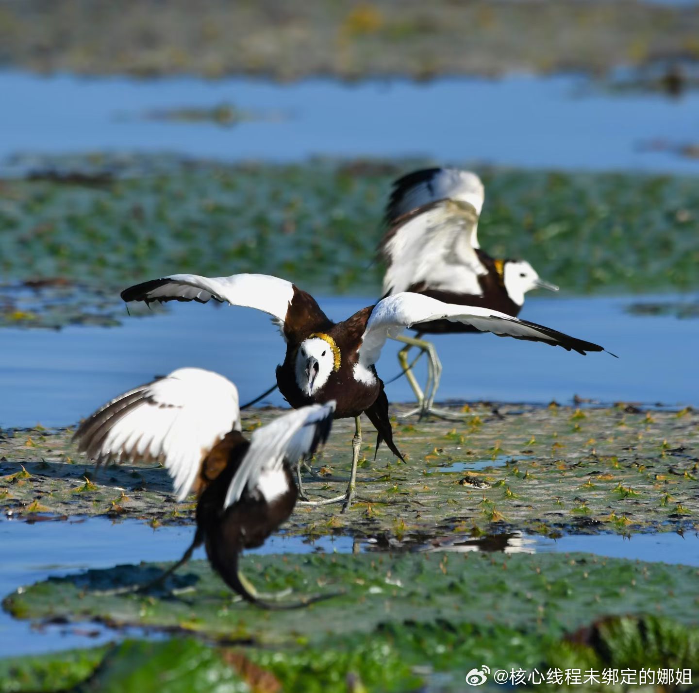 这个是一个女生弄的视频然后她说法律保护你自己的选择其他家人都是血缘关系而配偶是唯