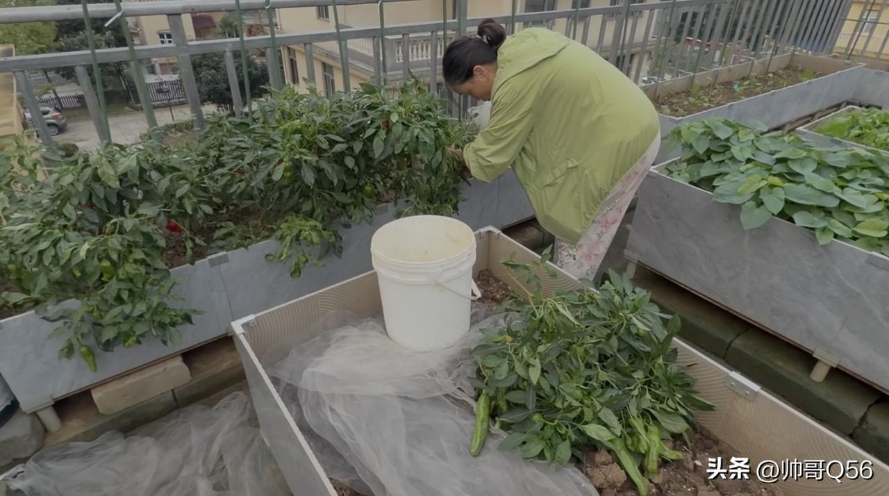霜降前抢收最后一波！老婆把阳台菜园搬进阳光房，老妈端着茄子笑开花
明天霜降，今天