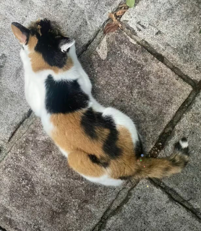 请问这里有几只猫？ 